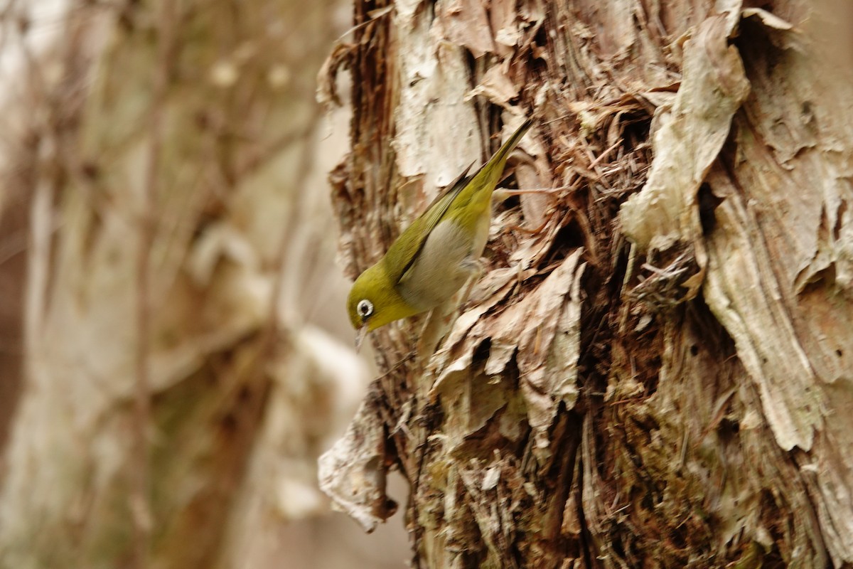 gråbrystbrillefugl - ML646782576