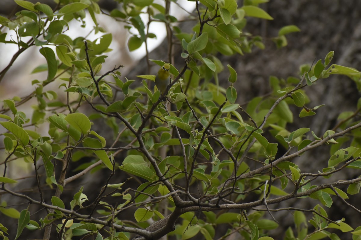 Zostérops oriental - ML646782577