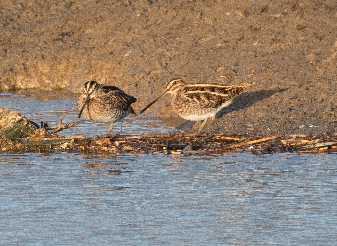 Common Snipe - ML646782580