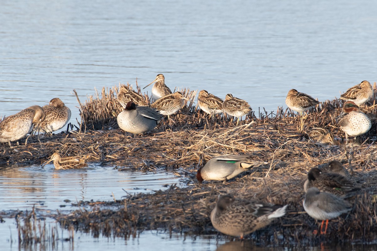 Common Snipe - ML646782581