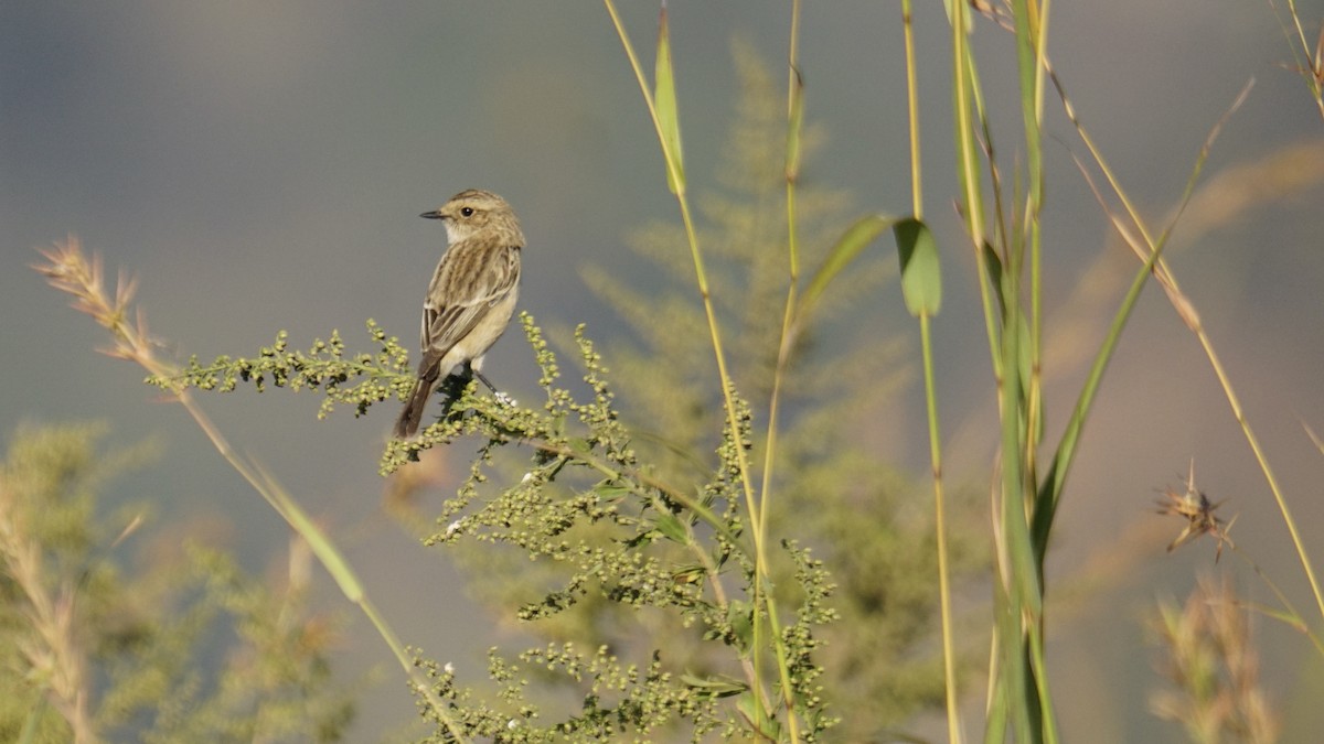 Pitxartxar siberiarra - ML646782582