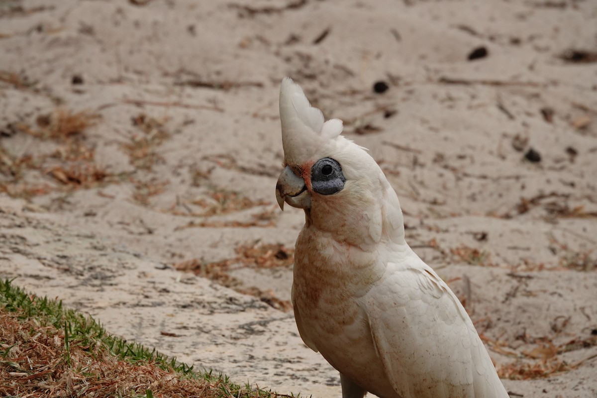 Little Corella - ML646782589