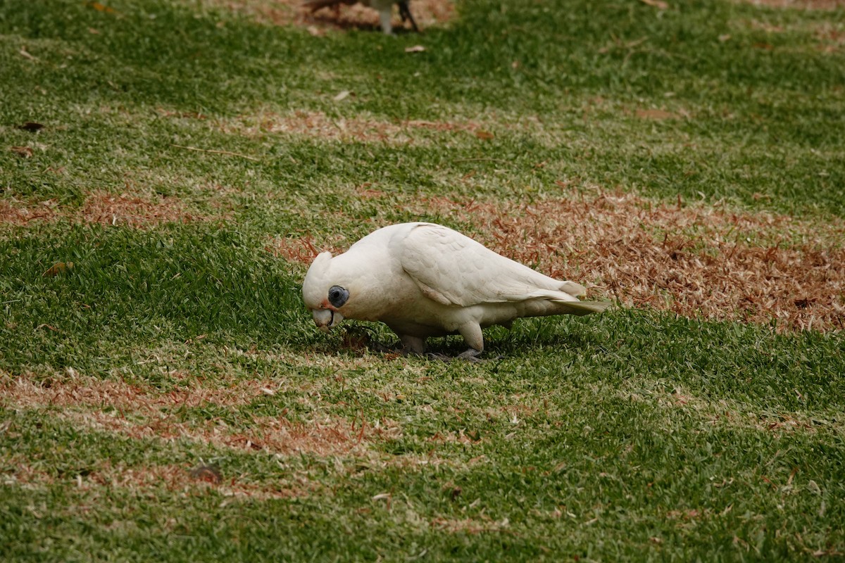 Little Corella - ML646782590