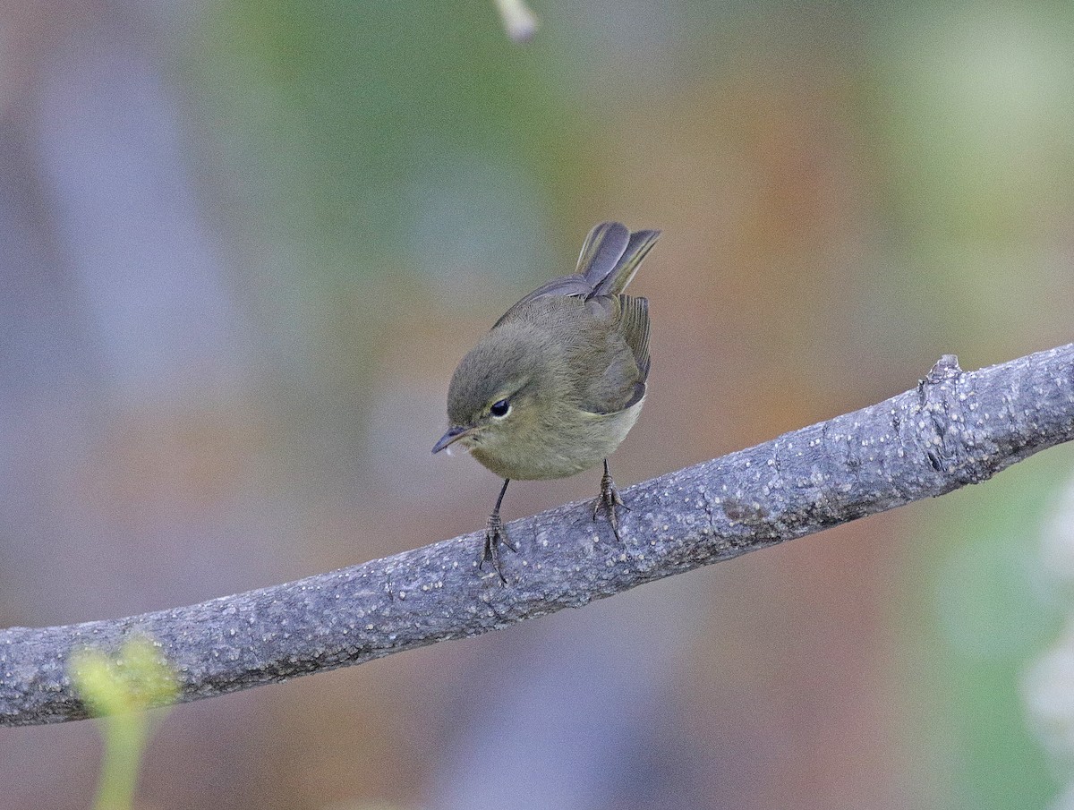カナリーチフチャフ - ML646782594