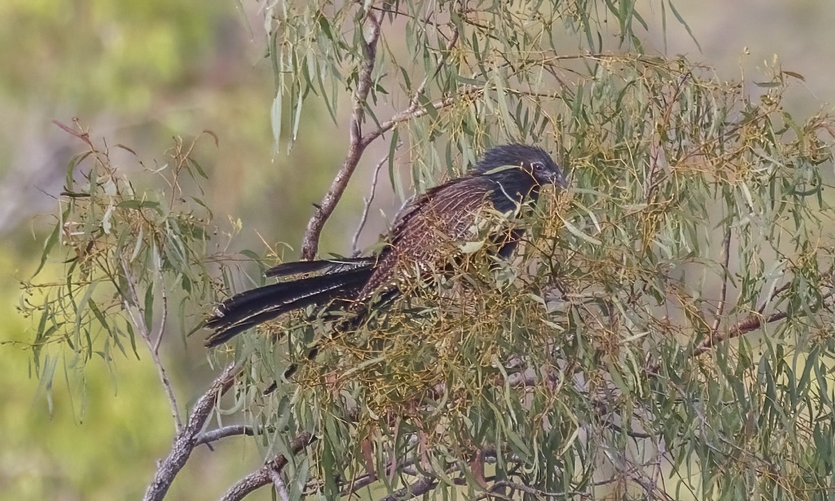 Pheasant Coucal - ML646782595