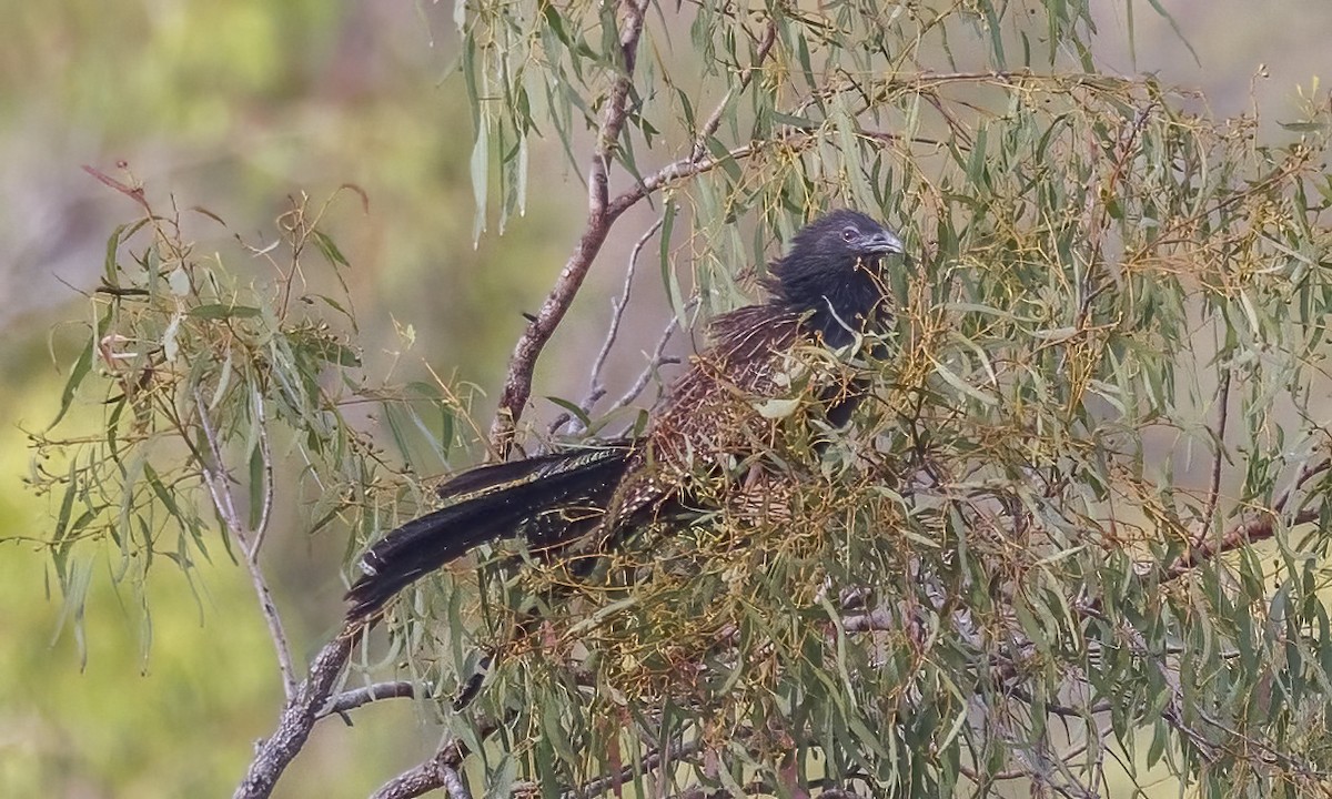 Pheasant Coucal - ML646782596