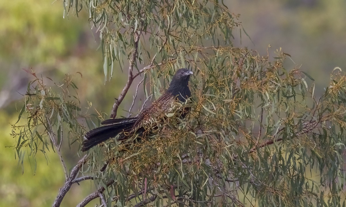 Pheasant Coucal - ML646782597