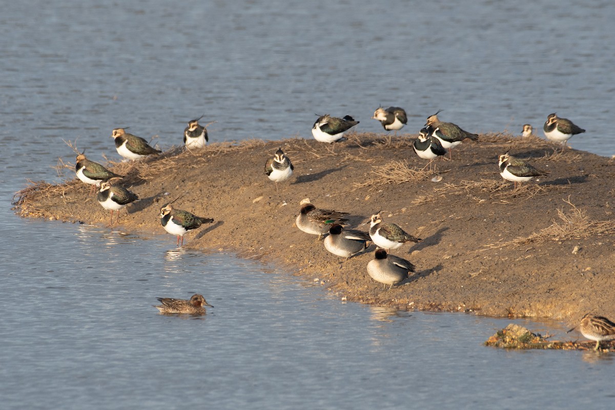 Northern Lapwing - ML646782598