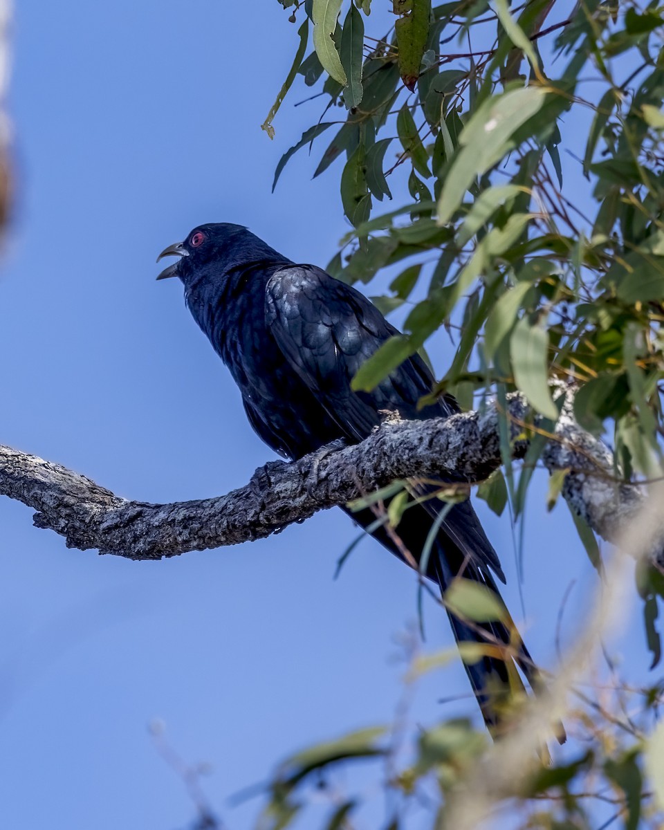 Koel Oriental - ML646782603