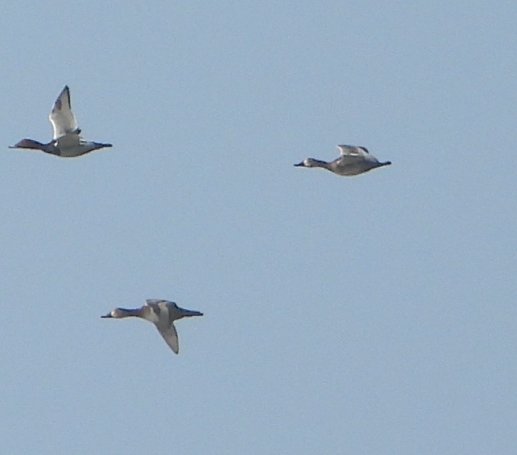 Улаан хүзүүт шумбуур - ML646782609