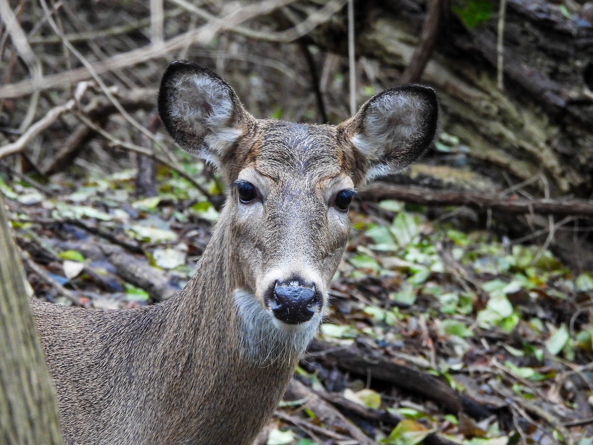 White-tailed Deer - ML646782610