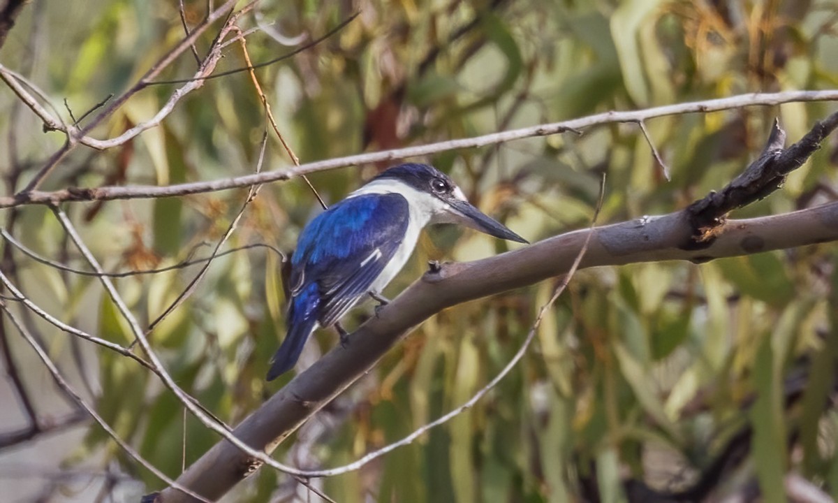 Alción del Macleay - ML646782612