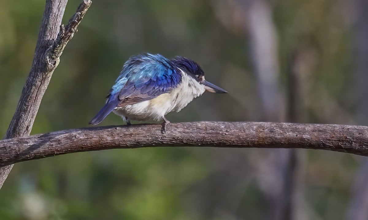 Alción del Macleay - ML646782613