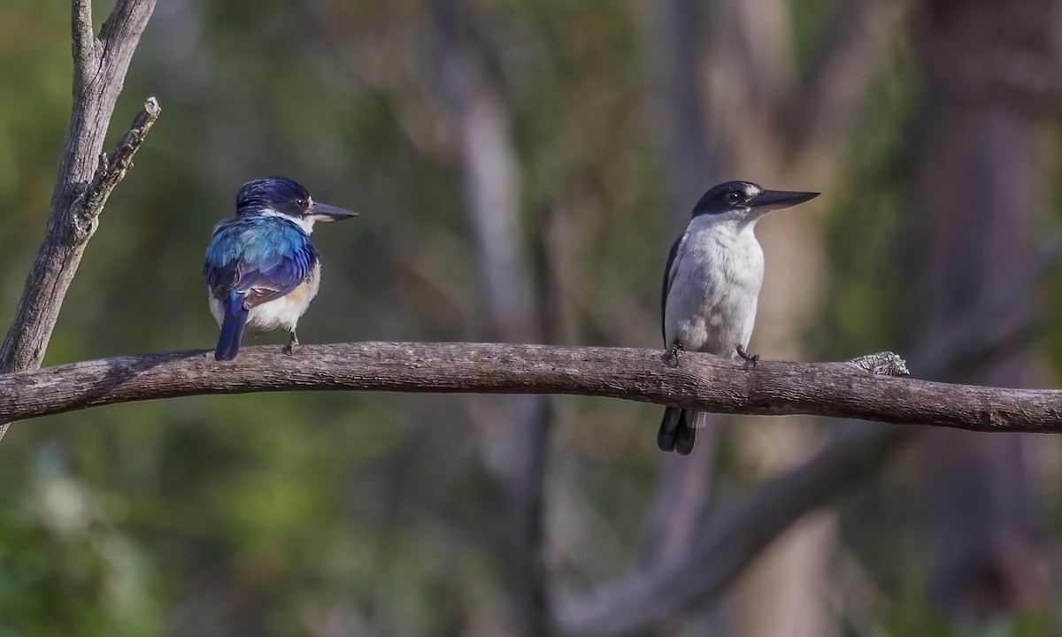 Alción del Macleay - ML646782614