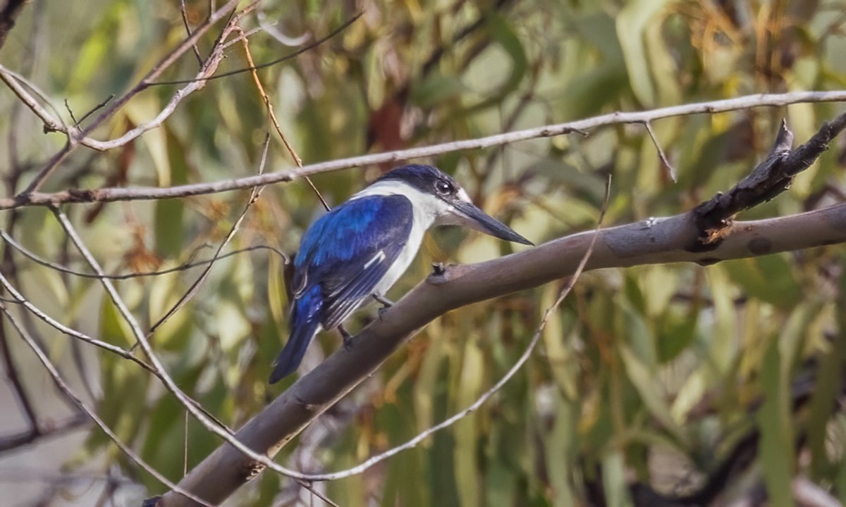 Alción del Macleay - ML646782615