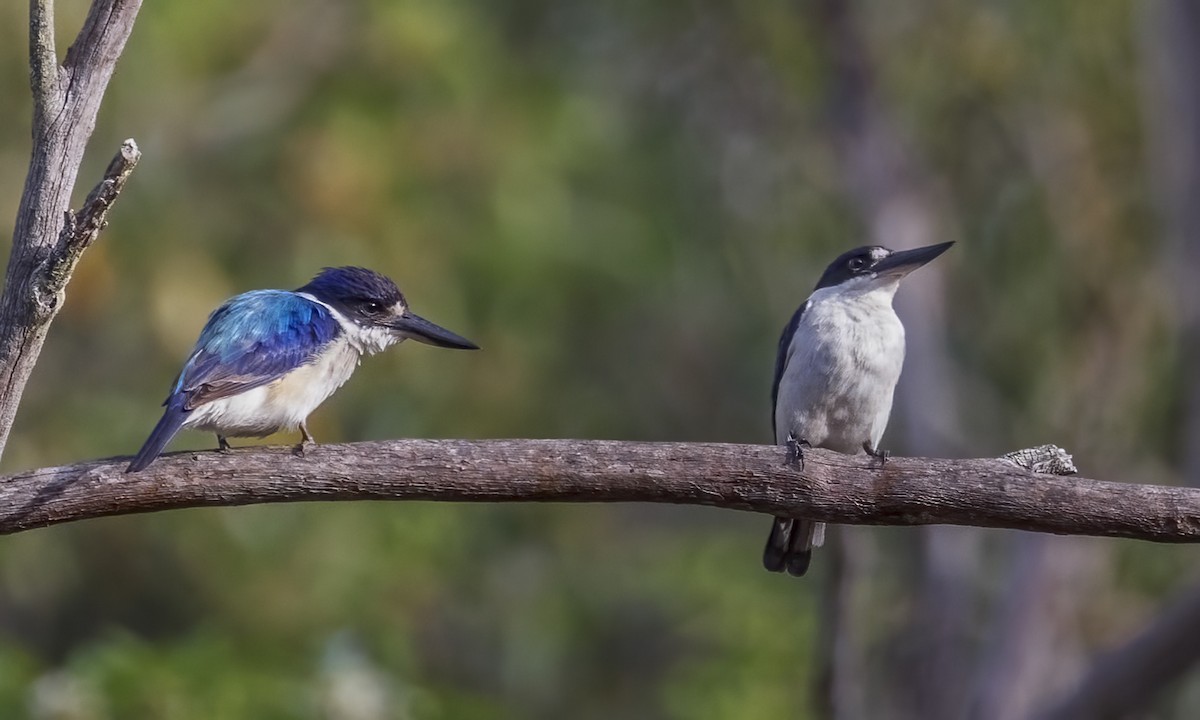 Alción del Macleay - ML646782616