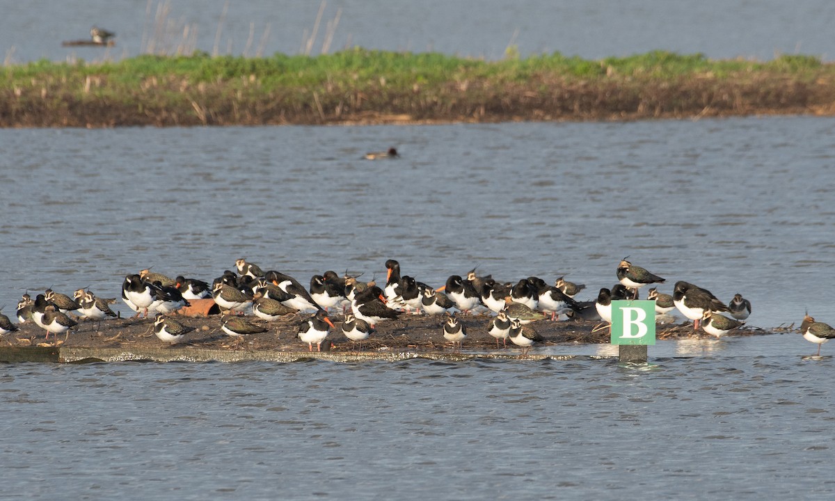 Ostrero Euroasiático - ML646782618