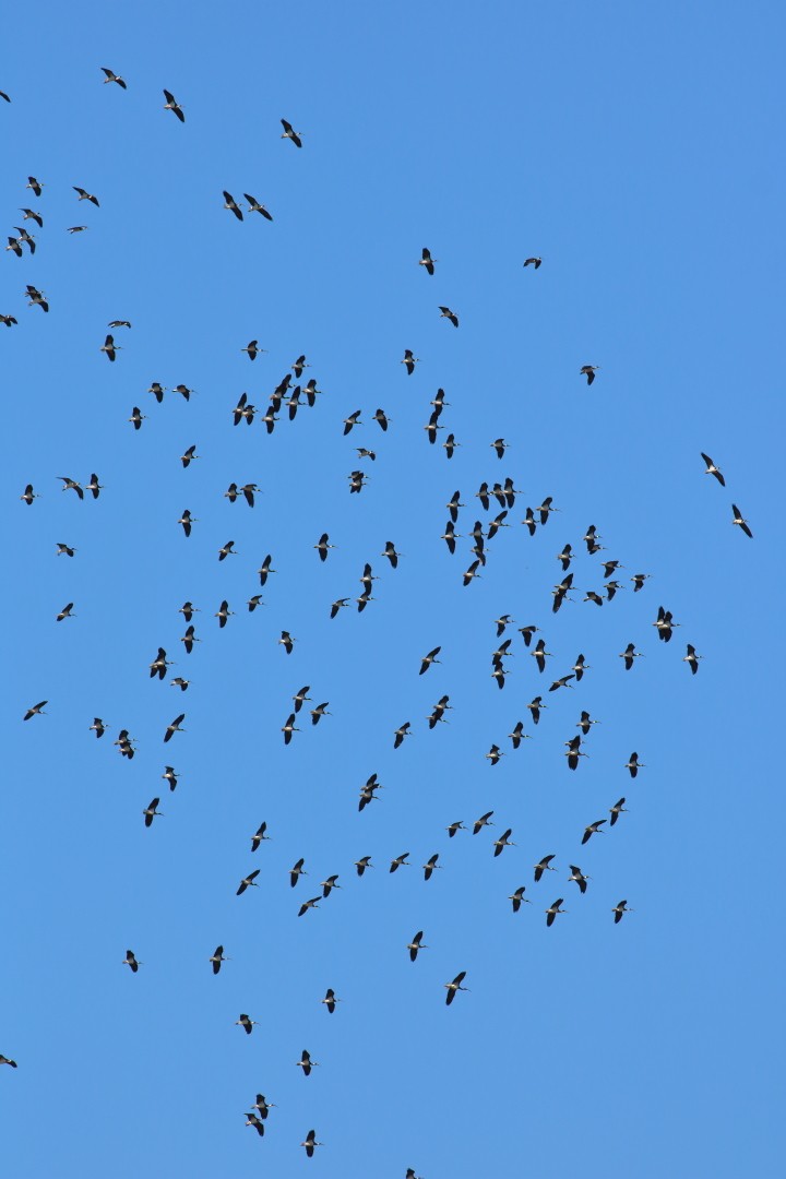 Ibis Tornasolado - ML646782619