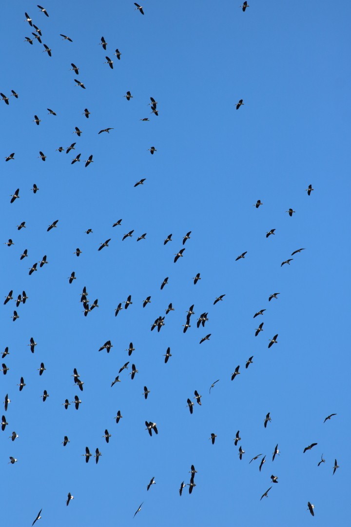 Ibis Tornasolado - ML646782620