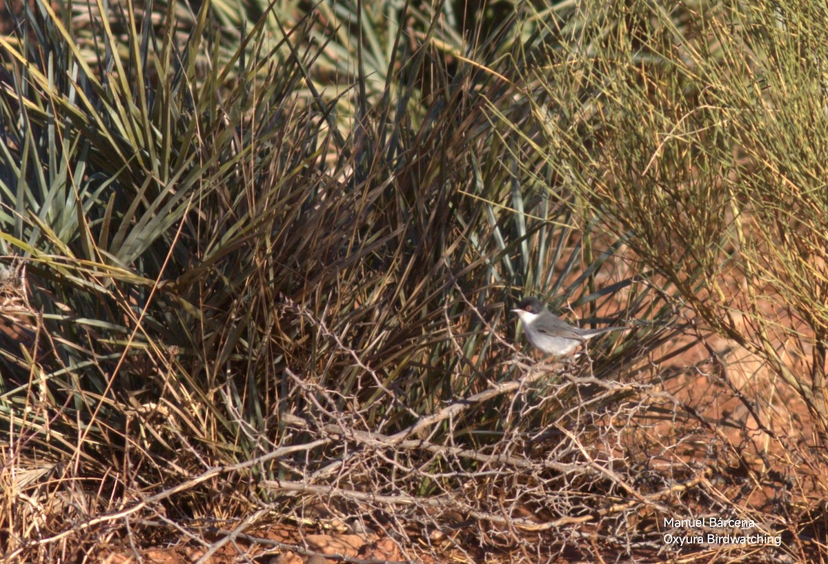 Curruca Cabecinegra - ML646782621