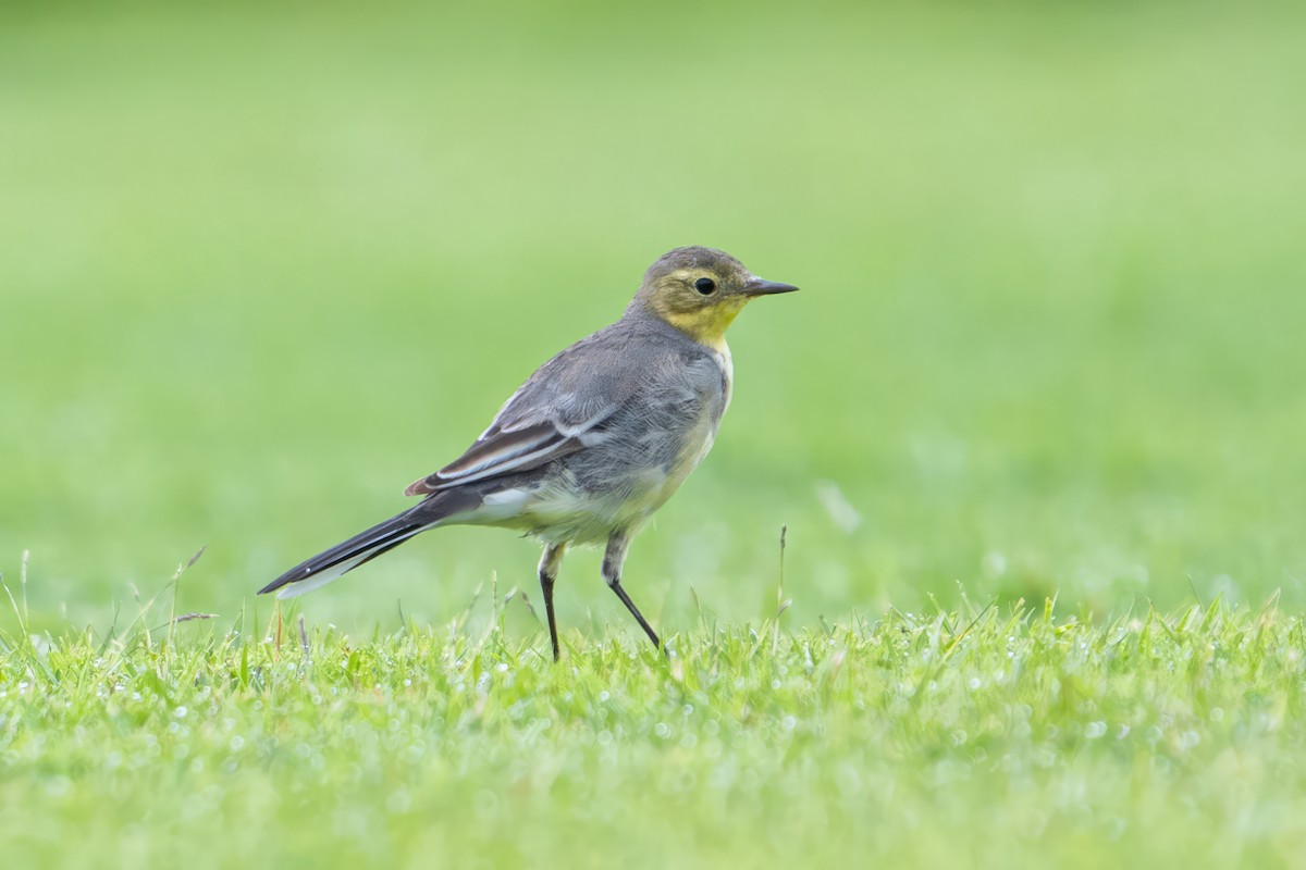 Lavandera Cetrina - ML646782622