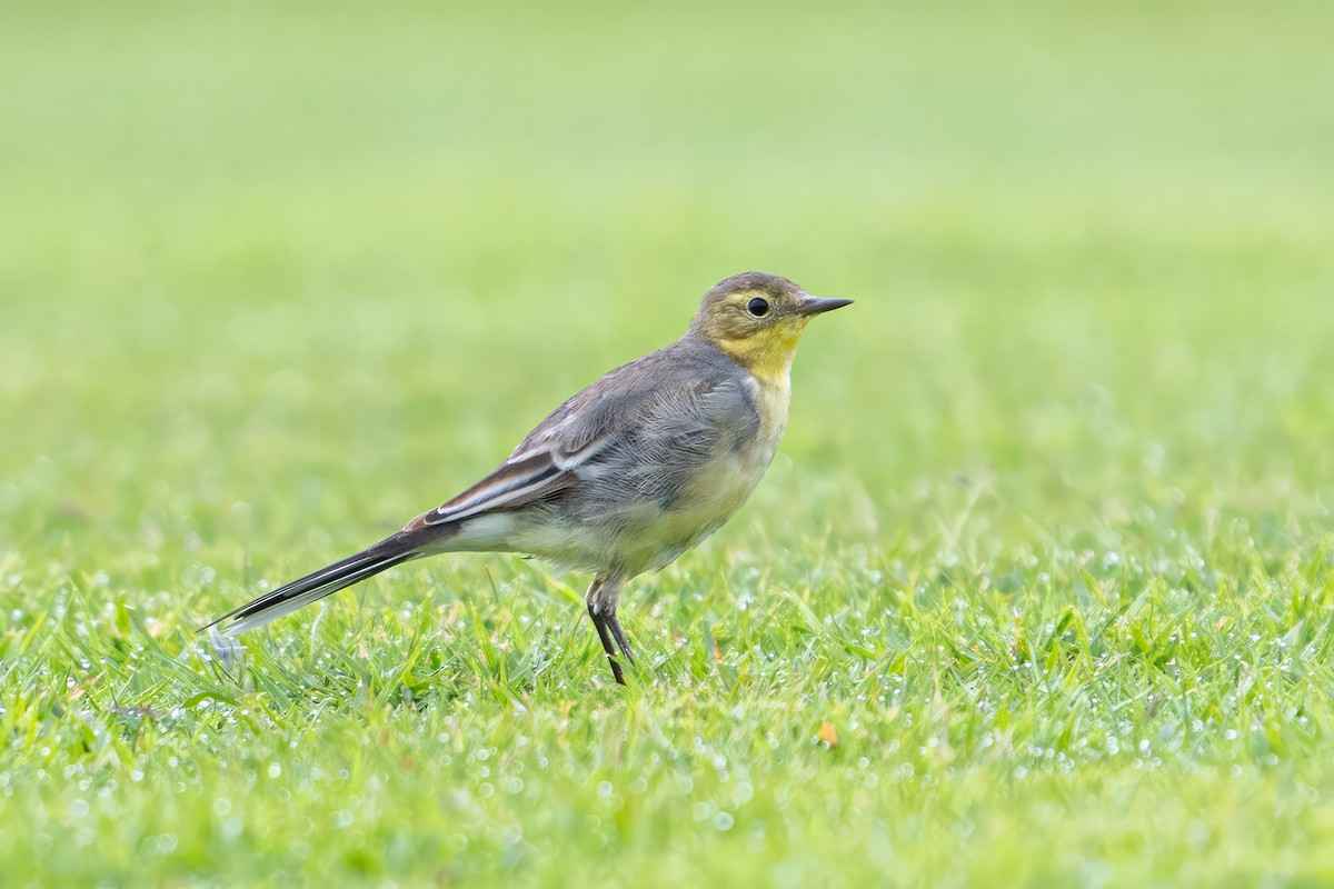 Lavandera Cetrina - ML646782623