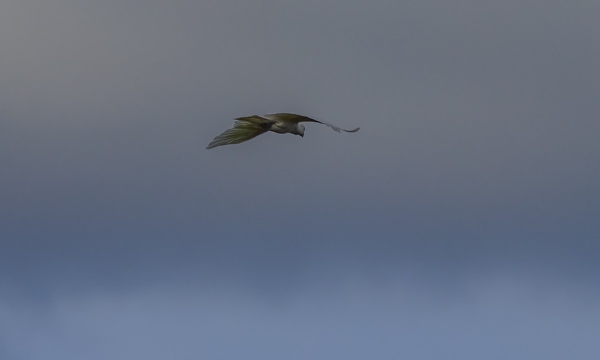 Cacatúa Galerita - ML646782625