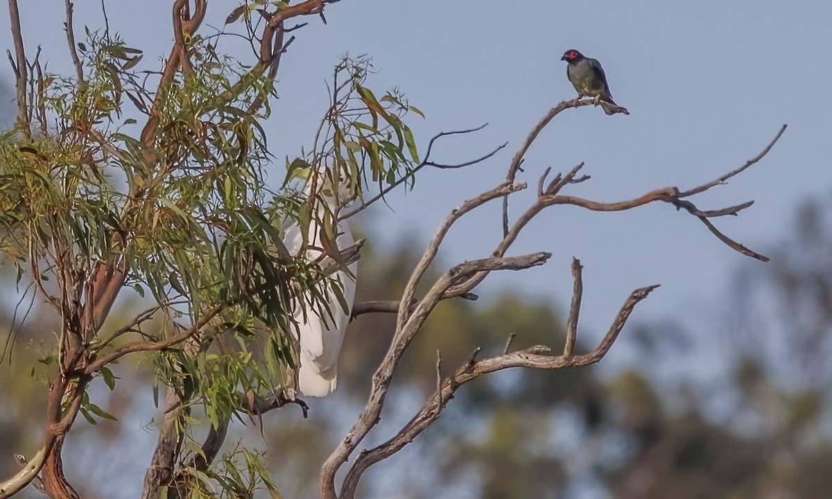Cacatúa Galerita - ML646782626