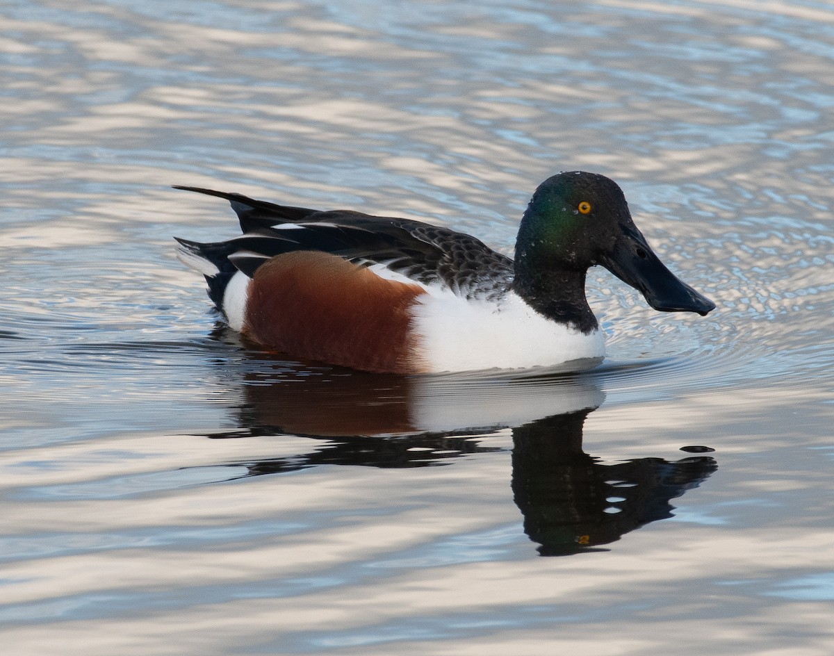 Cuchara Común - ML646782628