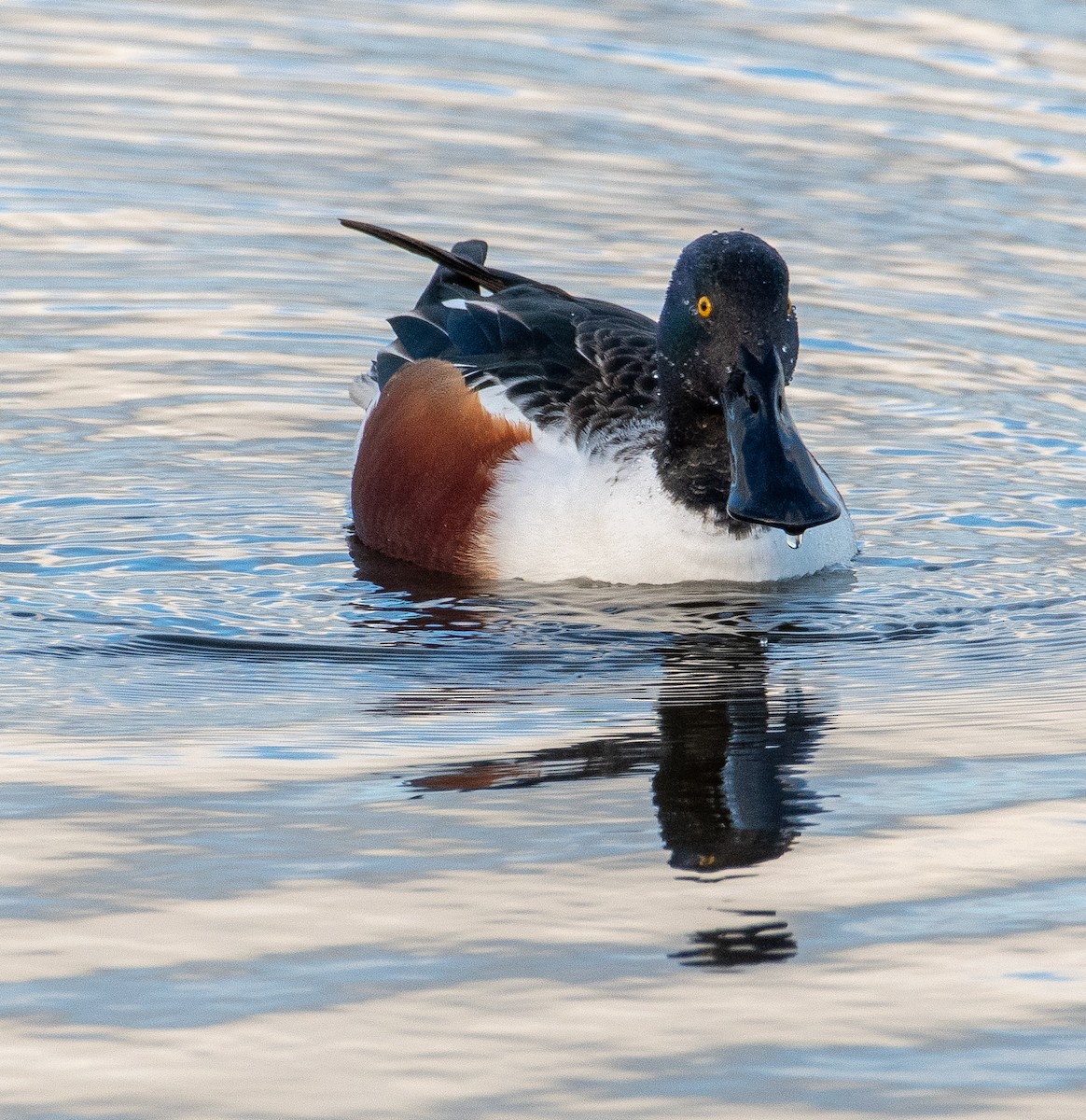 Cuchara Común - ML646782629