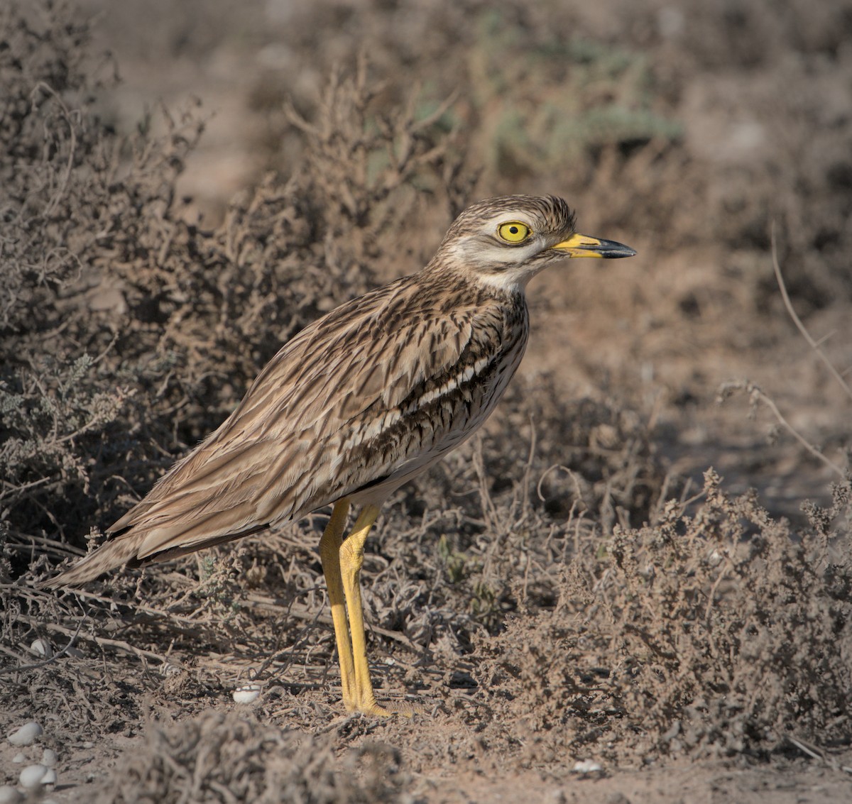 Alcaraván Común - ML646782630