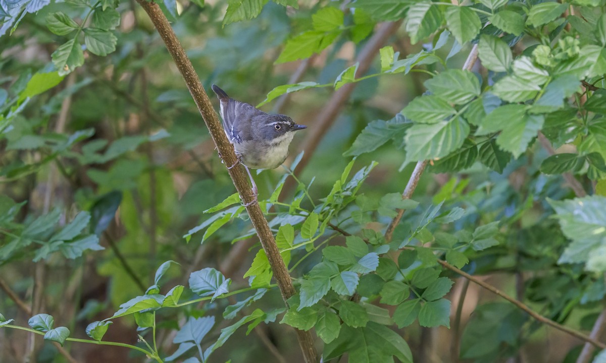 Sedosito Cejiblanco - ML646782631