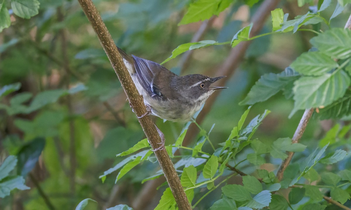 Sedosito Cejiblanco - ML646782632
