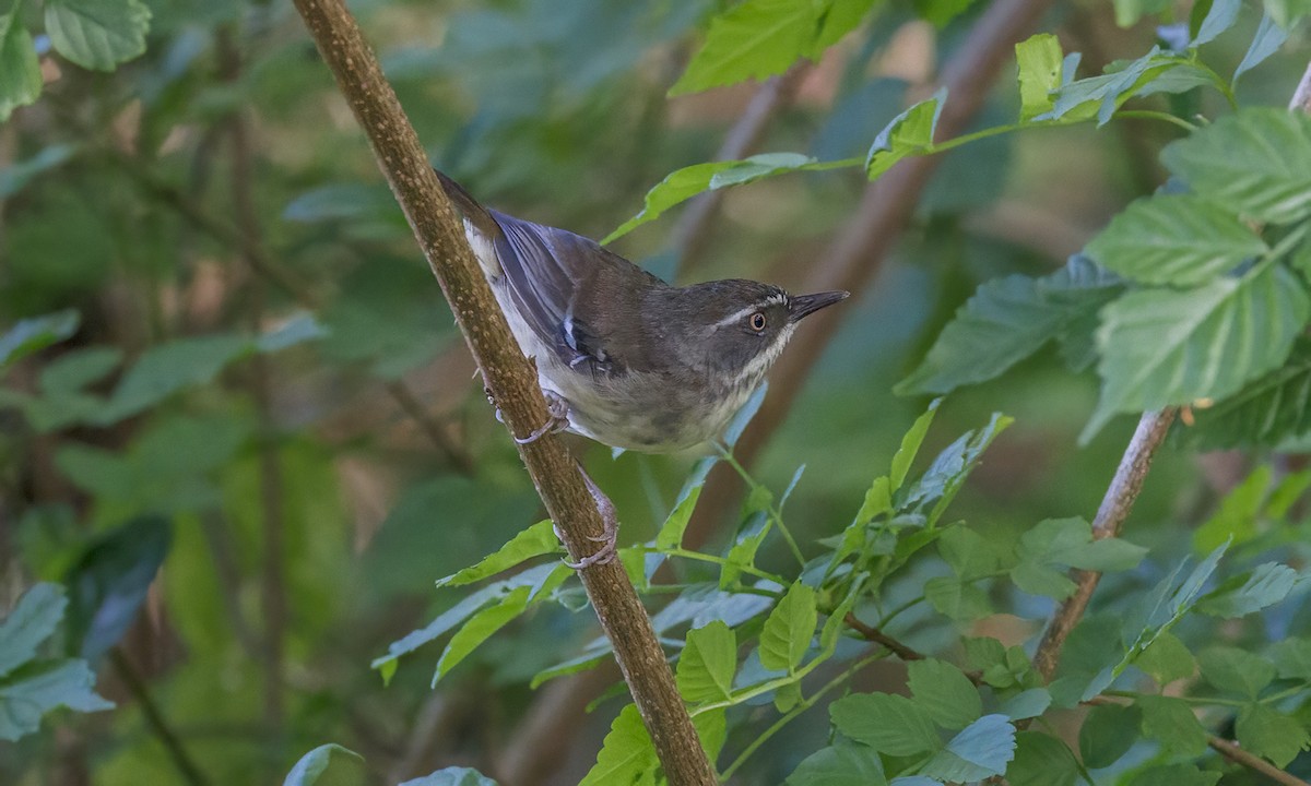 Sedosito Cejiblanco - ML646782633