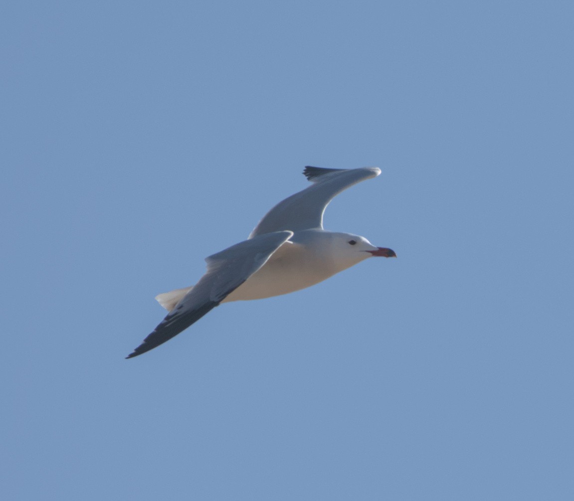 Gaviota de Audouin - ML646782634