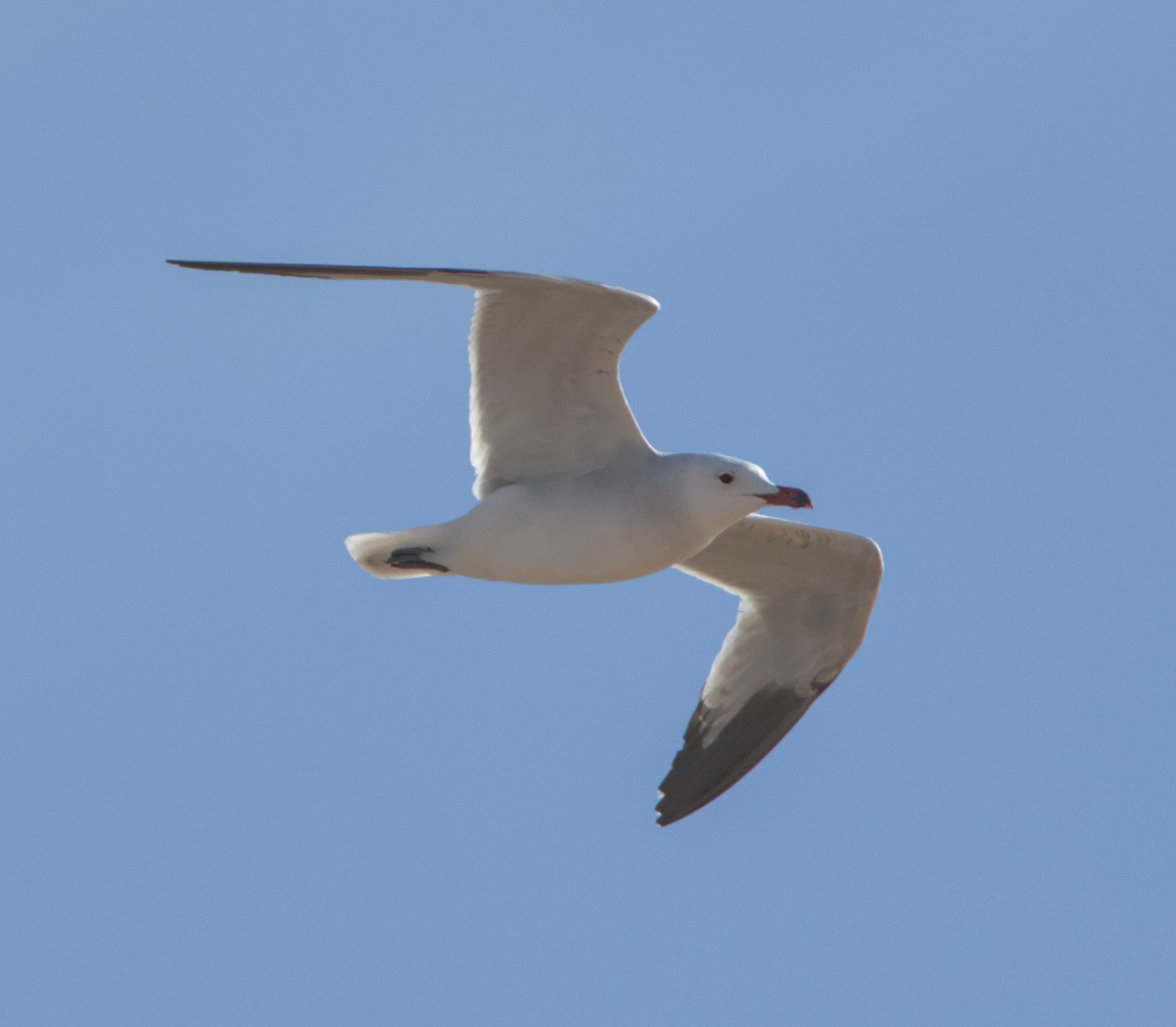 Gaviota de Audouin - ML646782635