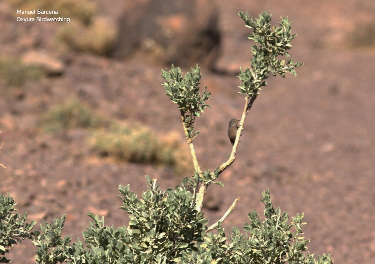Curruca del Atlas - ML646782636
