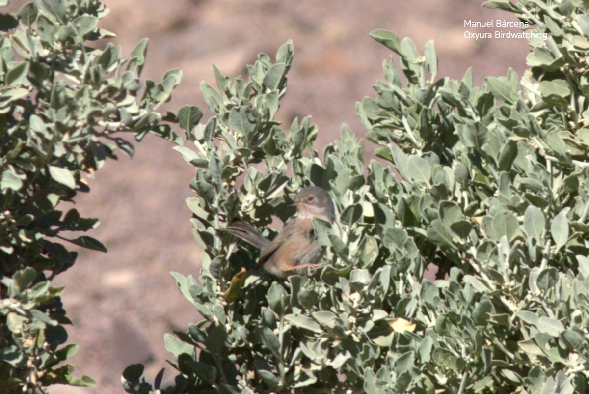 Curruca del Atlas - ML646782637