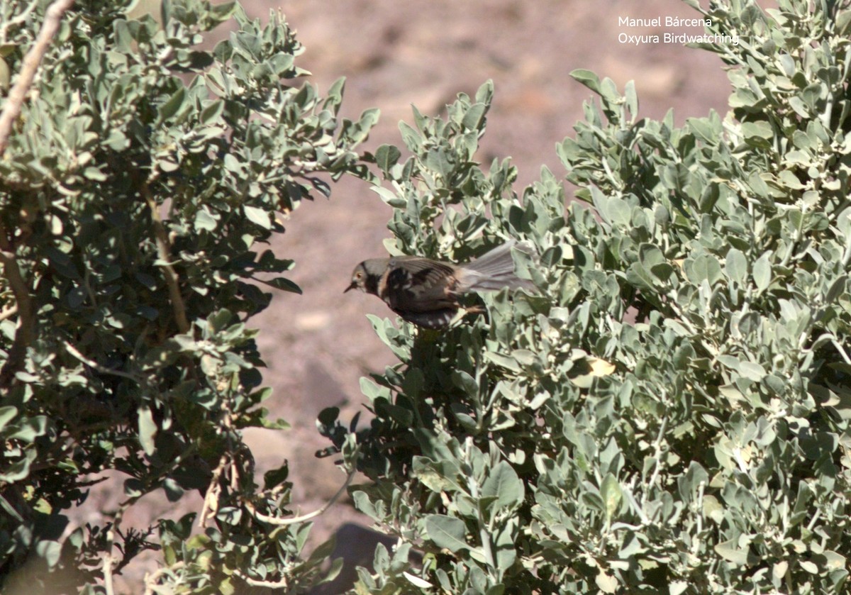 Curruca del Atlas - ML646782638