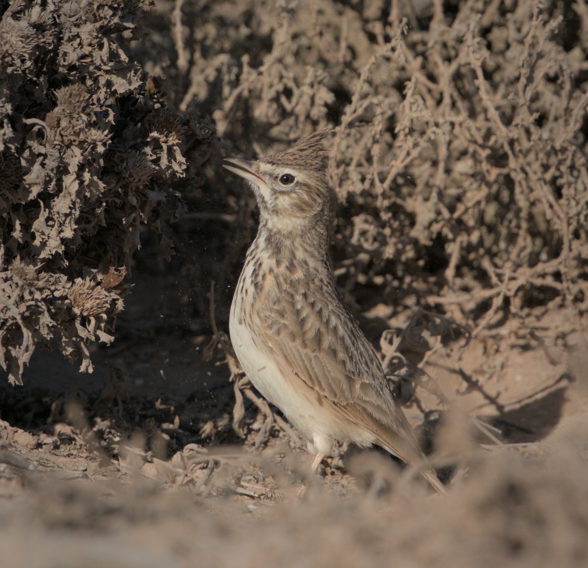 Cogujada Común - ML646782639