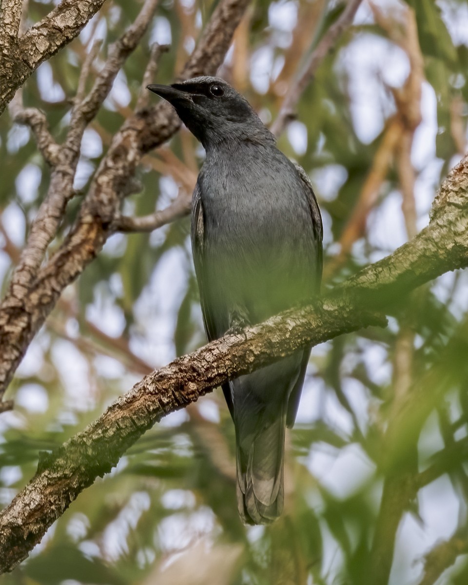 Oruguero Picofino - ML646782640