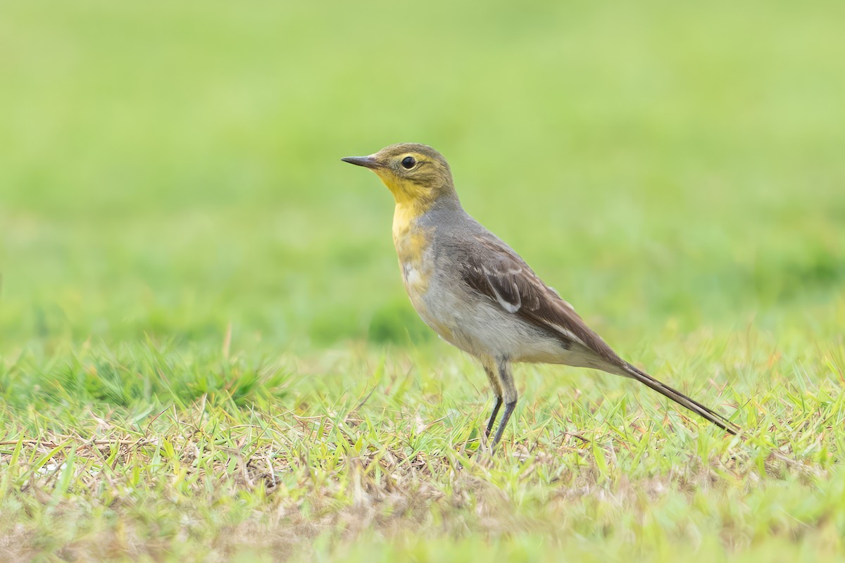 konipas citronový - ML646782647