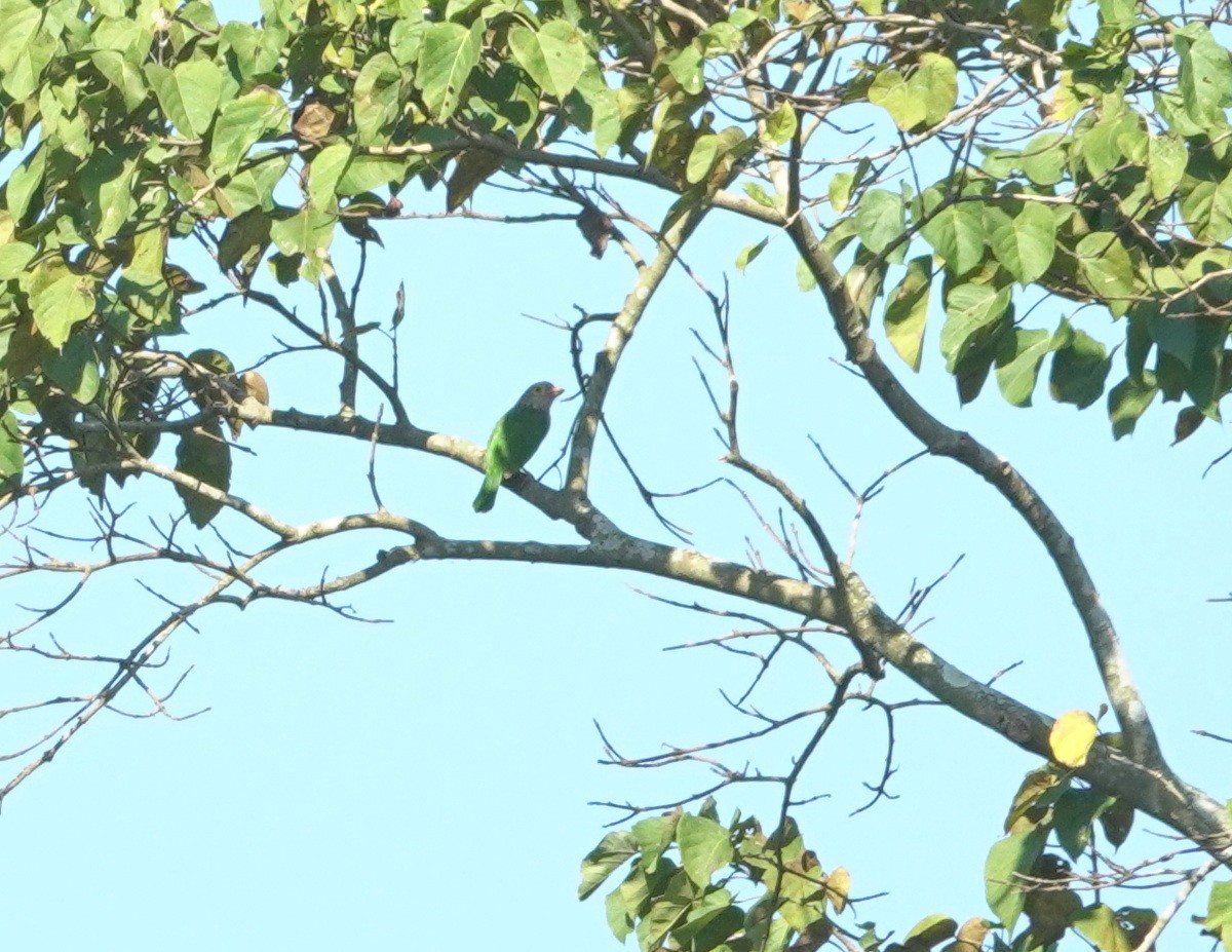 シロボシオオゴシキドリ - ML646782654