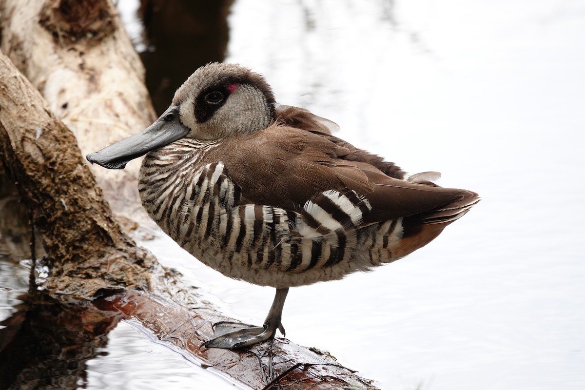 Pink-eared Duck - ML646782656