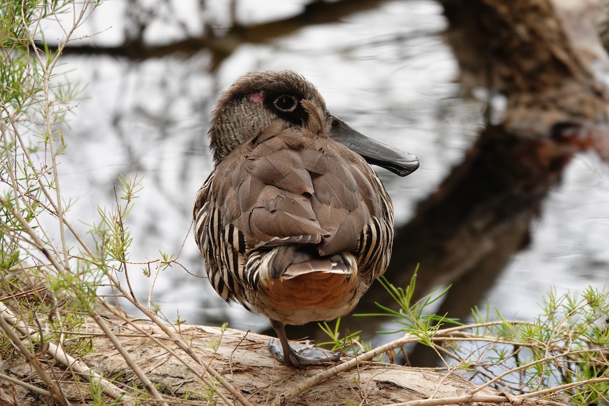 Pink-eared Duck - ML646782657