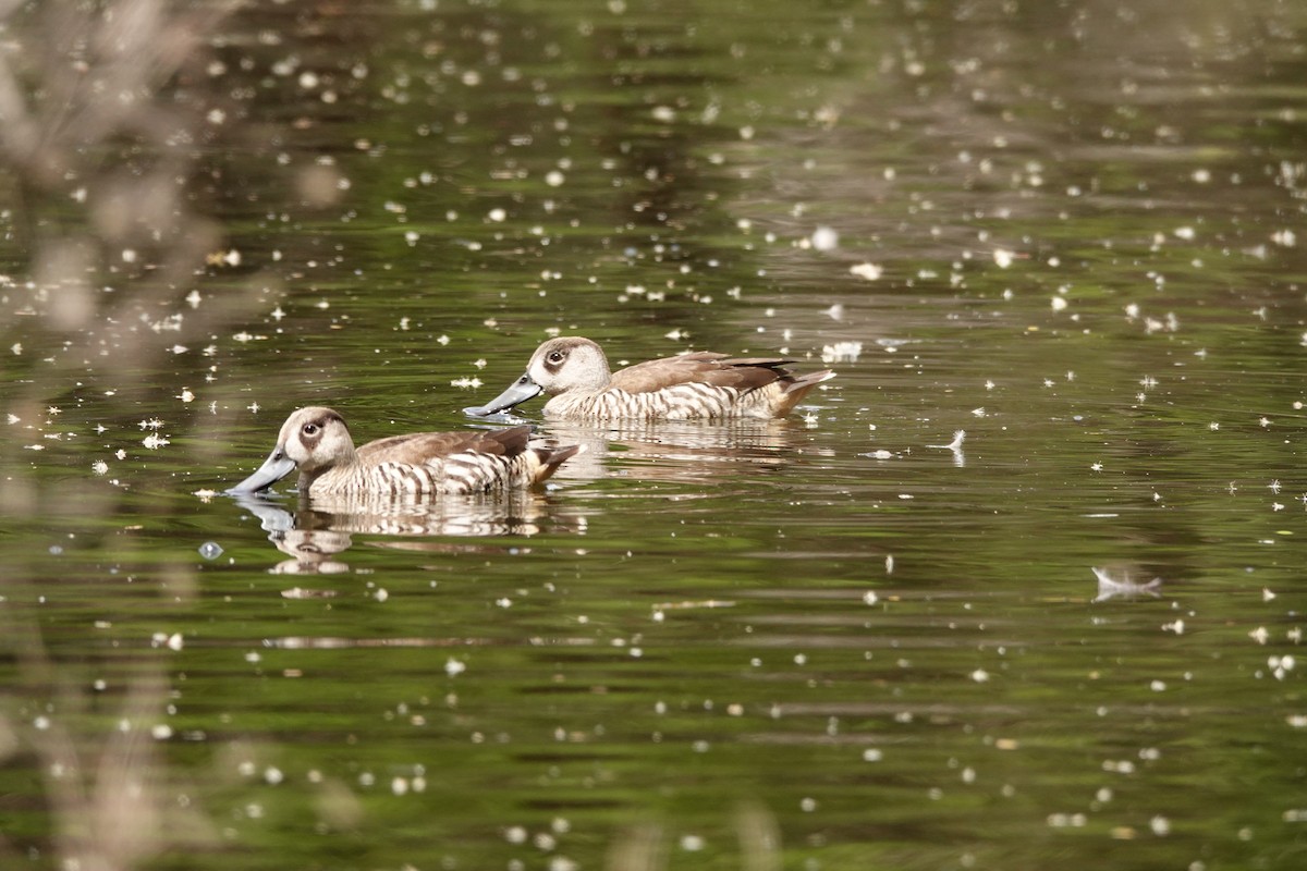 Pink-eared Duck - ML646782658