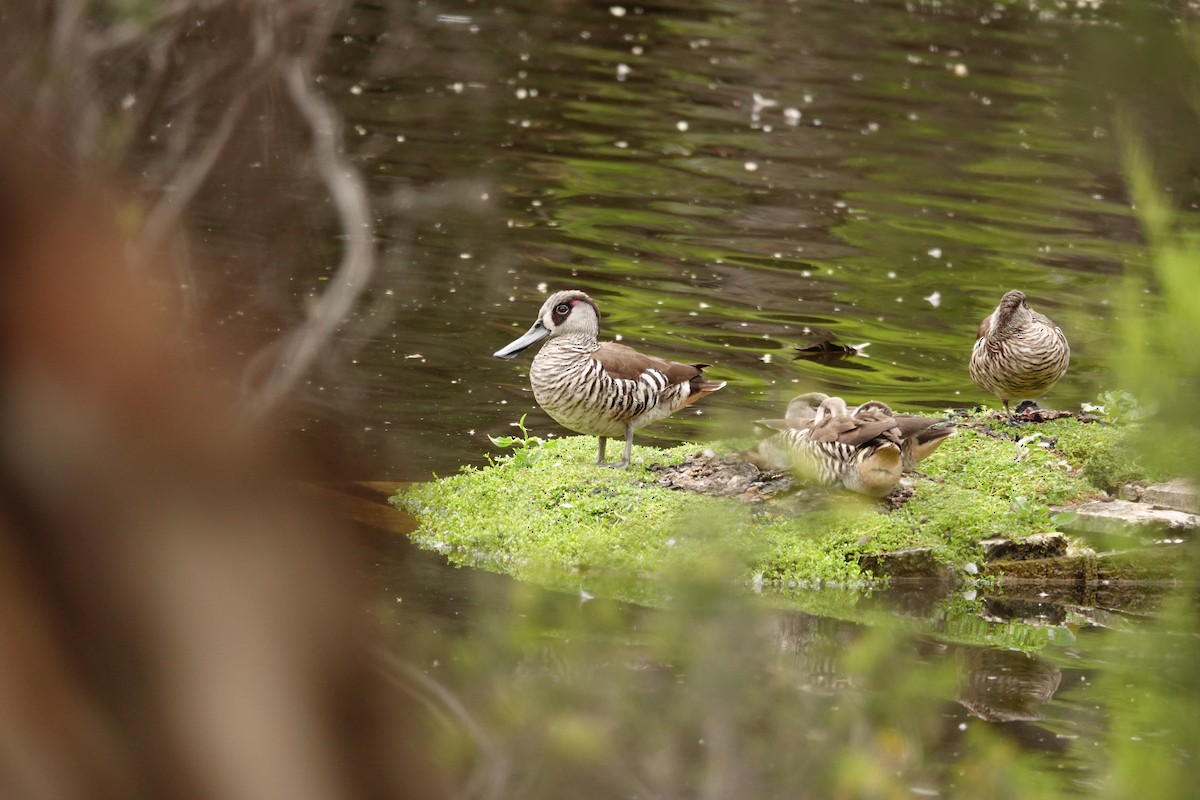 Pink-eared Duck - ML646782659