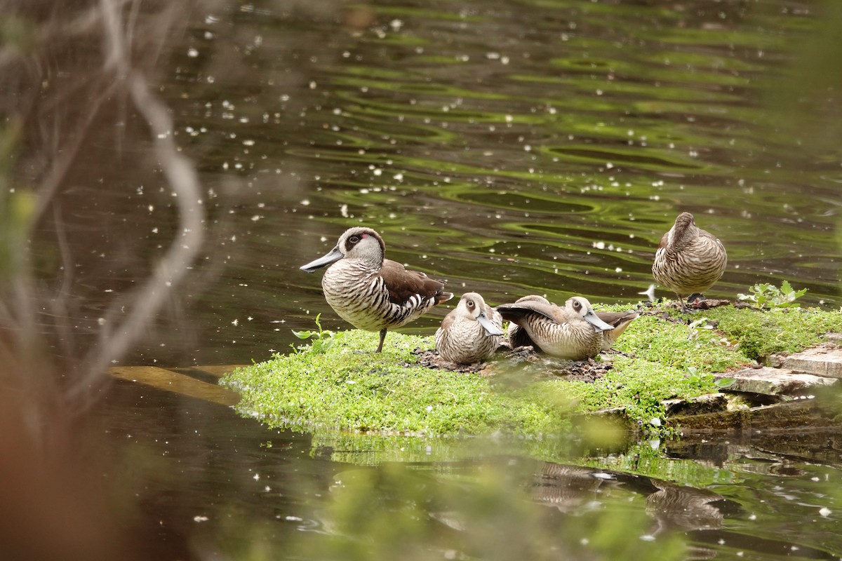 Pink-eared Duck - ML646782660