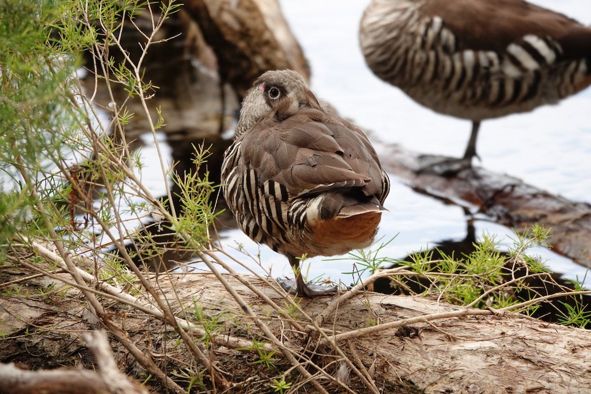 Pink-eared Duck - ML646782662