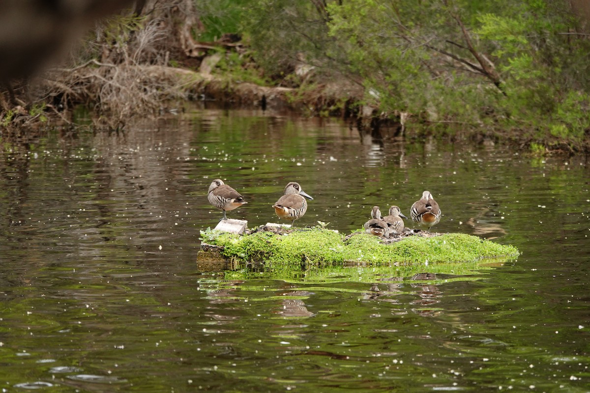 Pink-eared Duck - ML646782663